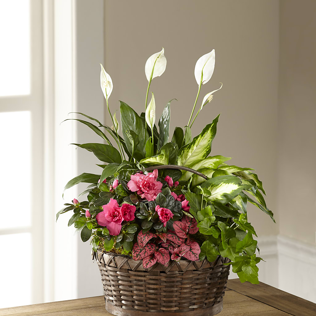 Dream in Pink Dishgarden – Bayport Flower Houses Inc, Bayport NY