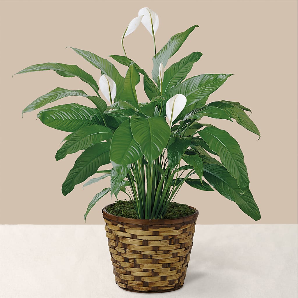Tranquil Moments Peace Lily Plant – Bayport Flower Houses Inc, Bayport NY