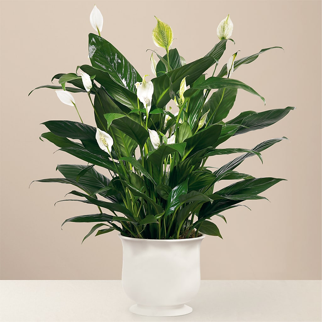 Comfort Planter – Bayport Flower Houses Inc, Bayport NY