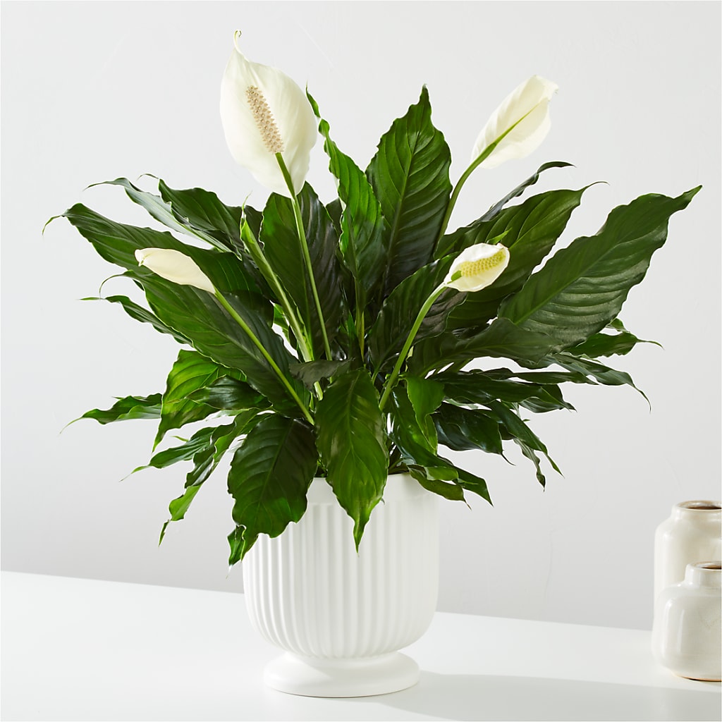 Comfort Planter – Bayport Flower Houses Inc, Bayport NY