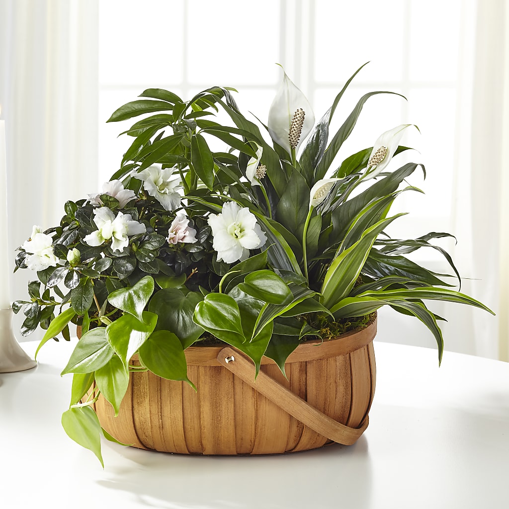 Serene Dishgarden – Bayport Flower Houses Inc, Bayport NY