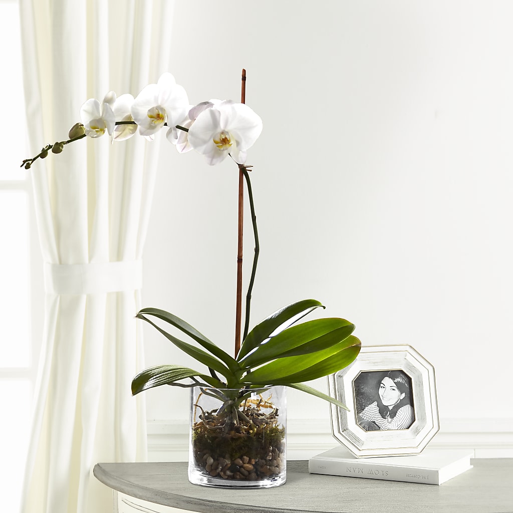 White Orchid Planter – Bayport Flower Houses Inc, Bayport NY
