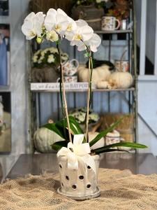 ORCHID - PHALAENOPSIS –  Bayport Flower Houses Inc, Bayport NY