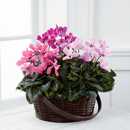 Mixed Cyclamen Planter –  Bayport Flower Houses Inc, Bayport NY
