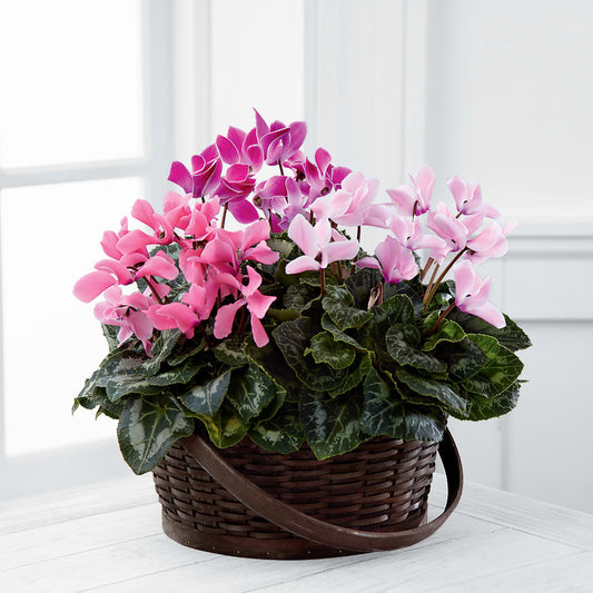 Mixed Cyclamen Planter –  Bayport Flower Houses Inc, Bayport NY
