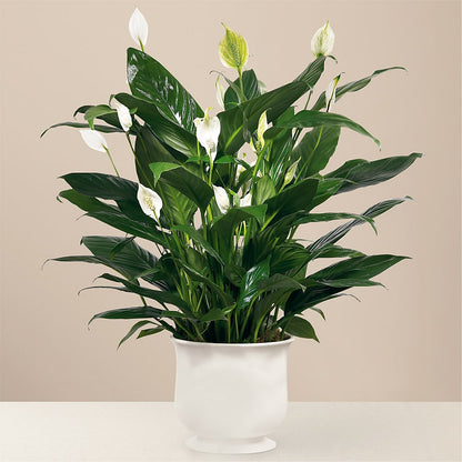 Comfort Planter –  Bayport Flower Houses Inc, Bayport NY
