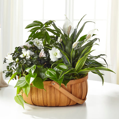 Serene Dishgarden –  Bayport Flower Houses Inc, Bayport NY