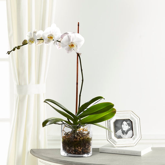 White Orchid Planter –  Bayport Flower Houses Inc, Bayport NY