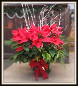 GRAND POINSETTIA